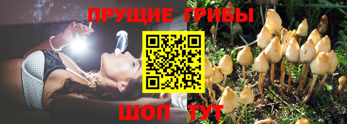 Псилоцибиновые грибы Cubensis  Галлюциногенные грибы прущие грибы  Вход с VPN  Удомля 